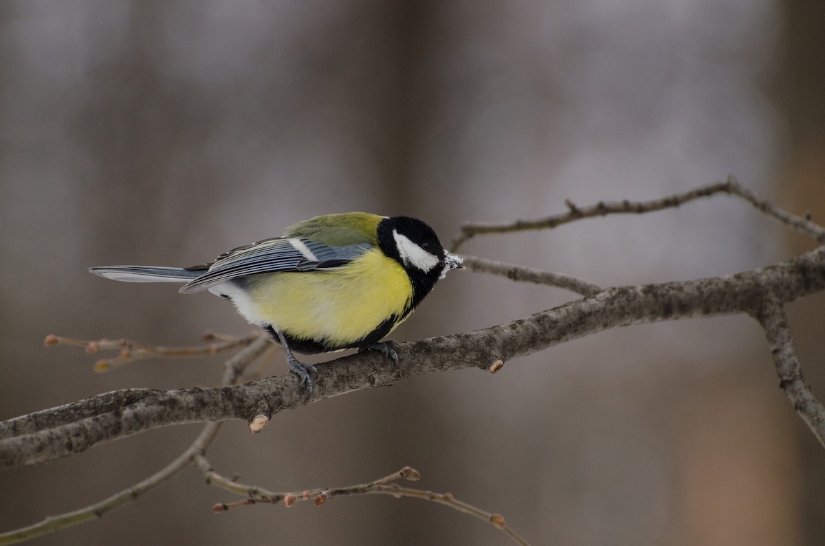 Great Tit (Great) - Anonymous