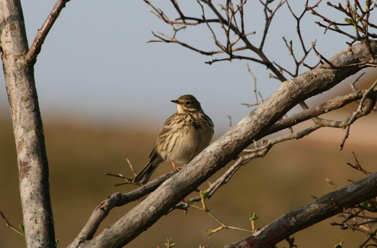 Meadow Pipit - ML145296851