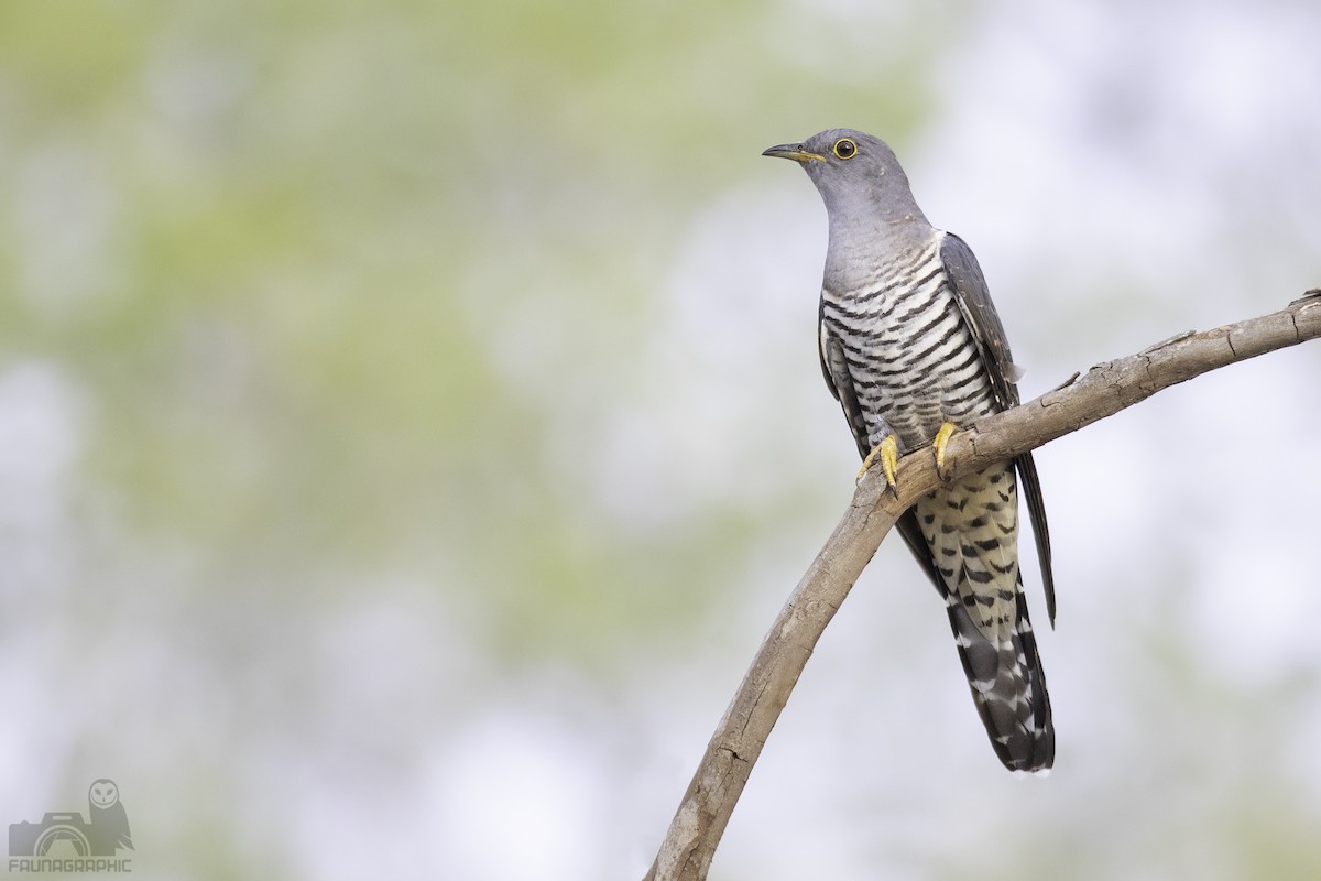 Oriental Cuckoo - Matt Wright | Faunagraphic Wildlife Tours