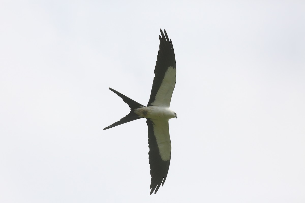 Swallow-tailed Kite - Charles Davies