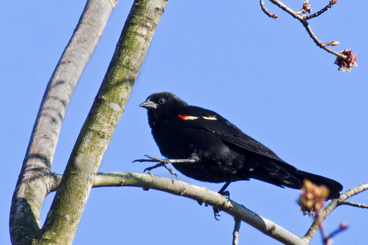 Red-winged Blackbird - Rob Dickerson