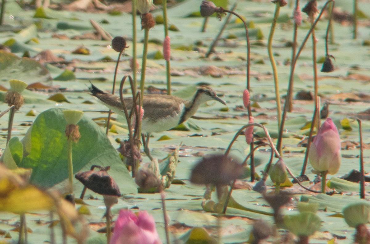 Pheasant-tailed Jacana - Dave Bakewell