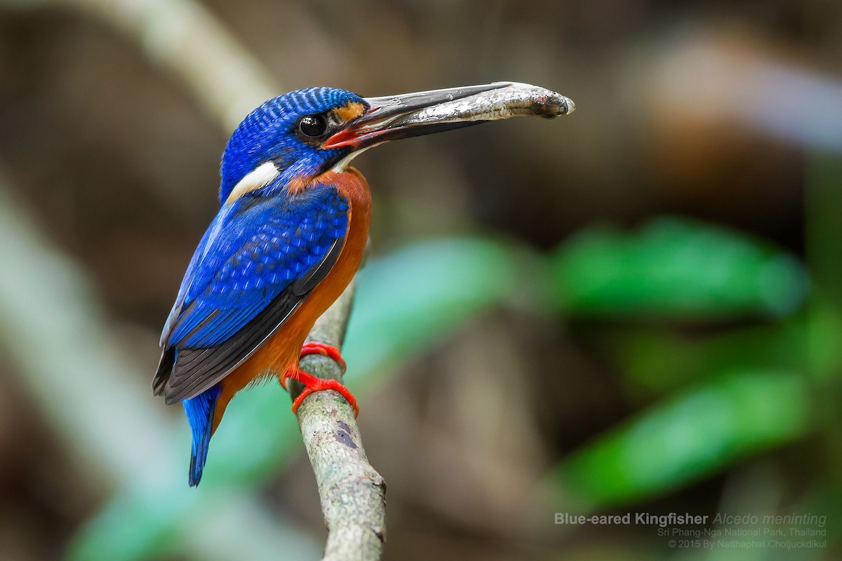 Blue-eared Kingfisher - ML145302191