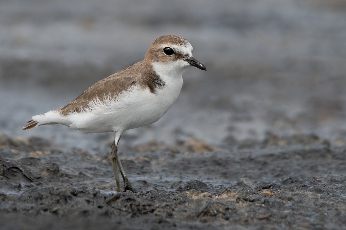 Red-capped Plover - ML145303281