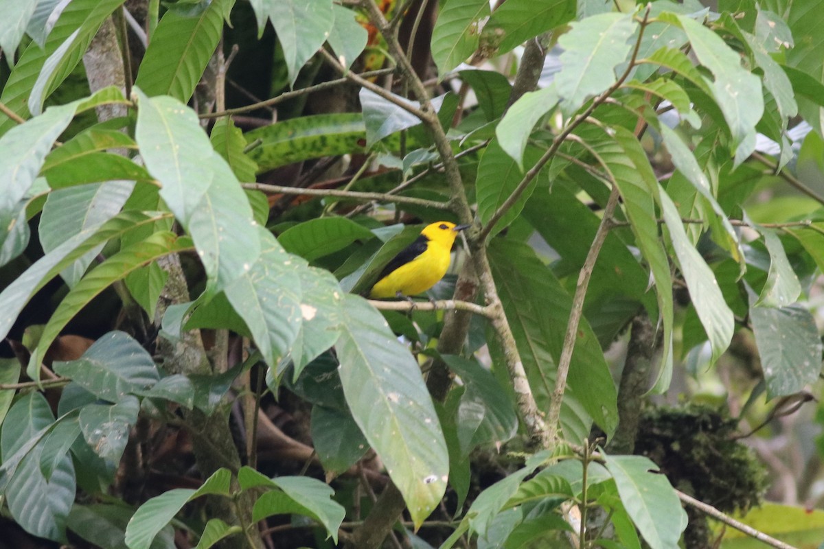 Black-and-yellow Tanager - Brent Bomkamp