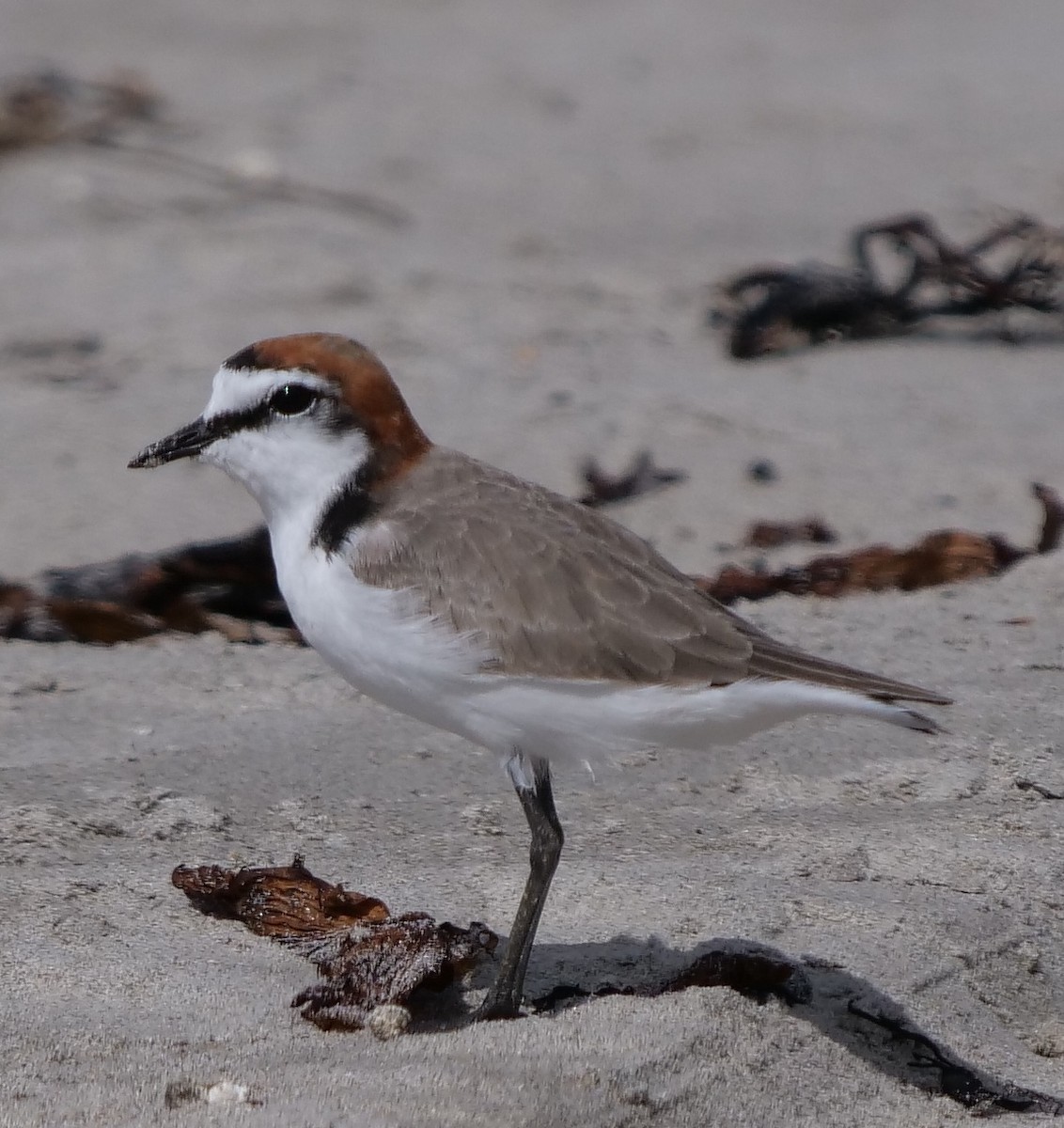 Red-capped Plover - Peter Lowe