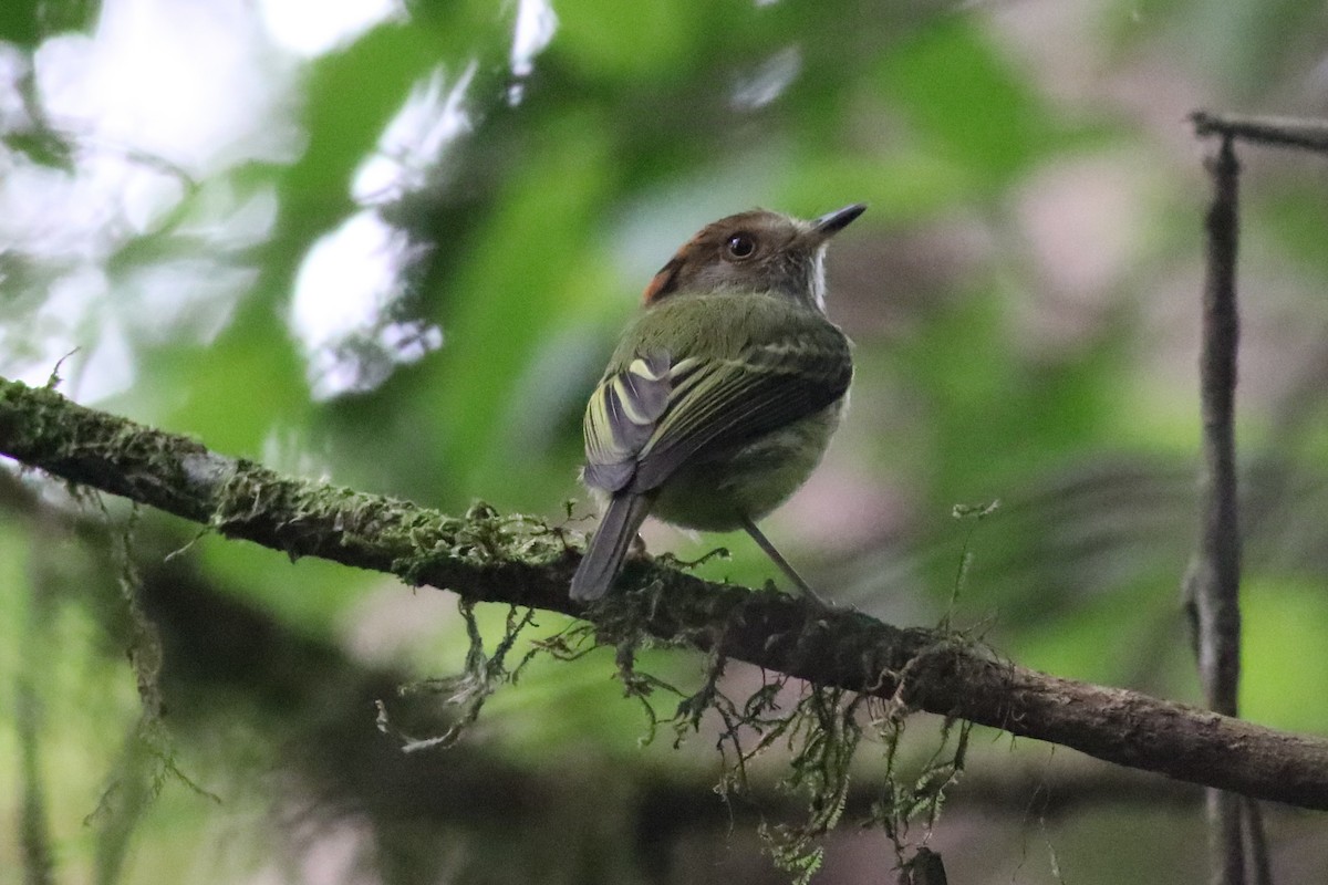 Scale-crested Pygmy-Tyrant - ML145304961