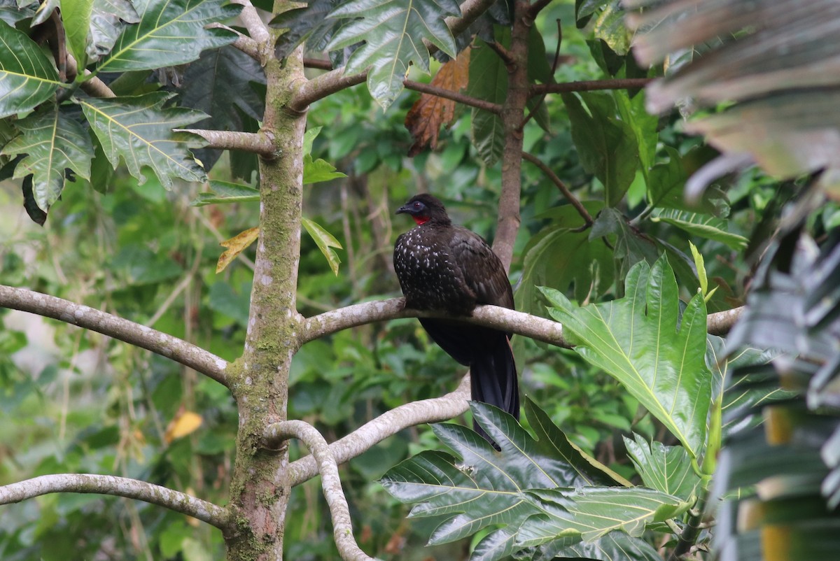 Crested Guan - ML145305011