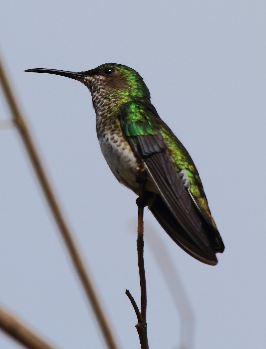Many-spotted Hummingbird - Fabio Olmos