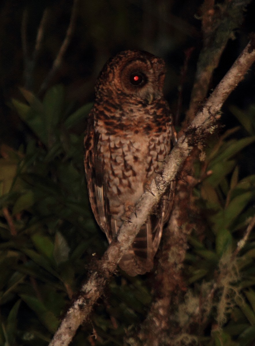 Rufous-banded Owl - Fabio Olmos