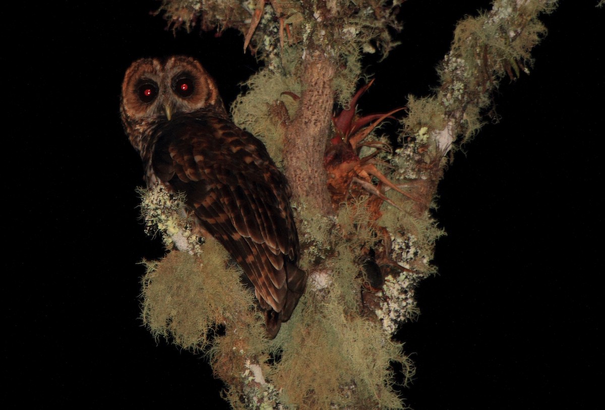 Rufous-banded Owl - Fabio Olmos