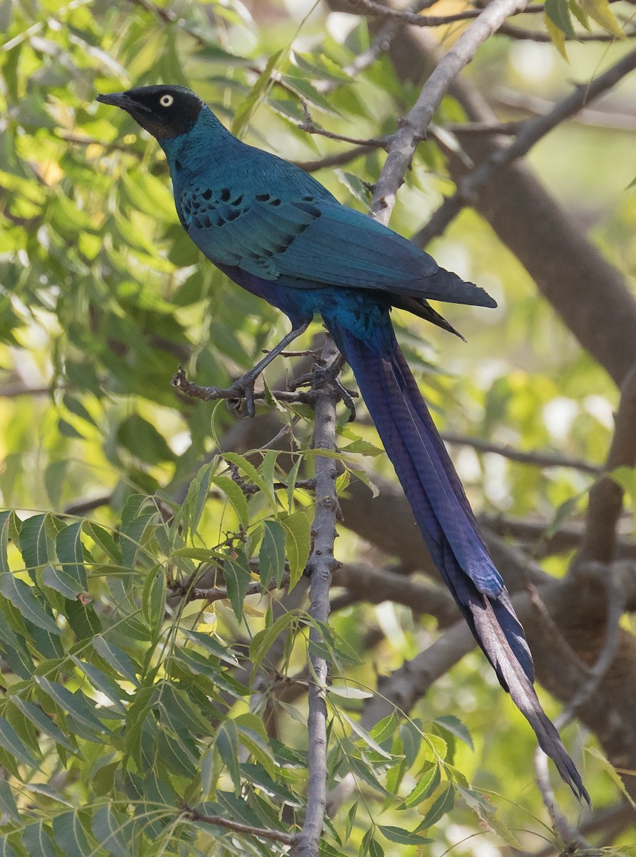 Long-tailed Glossy Starling - ML145306521