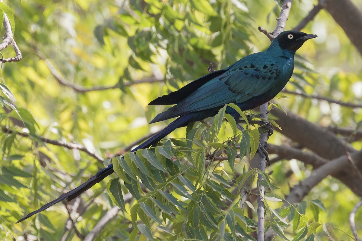 Long-tailed Glossy Starling - ML145306531