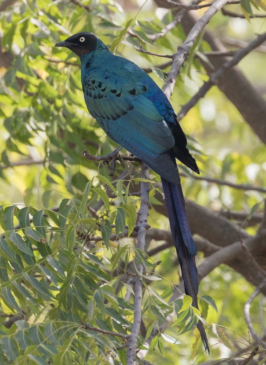 Long-tailed Glossy Starling - ML145306551