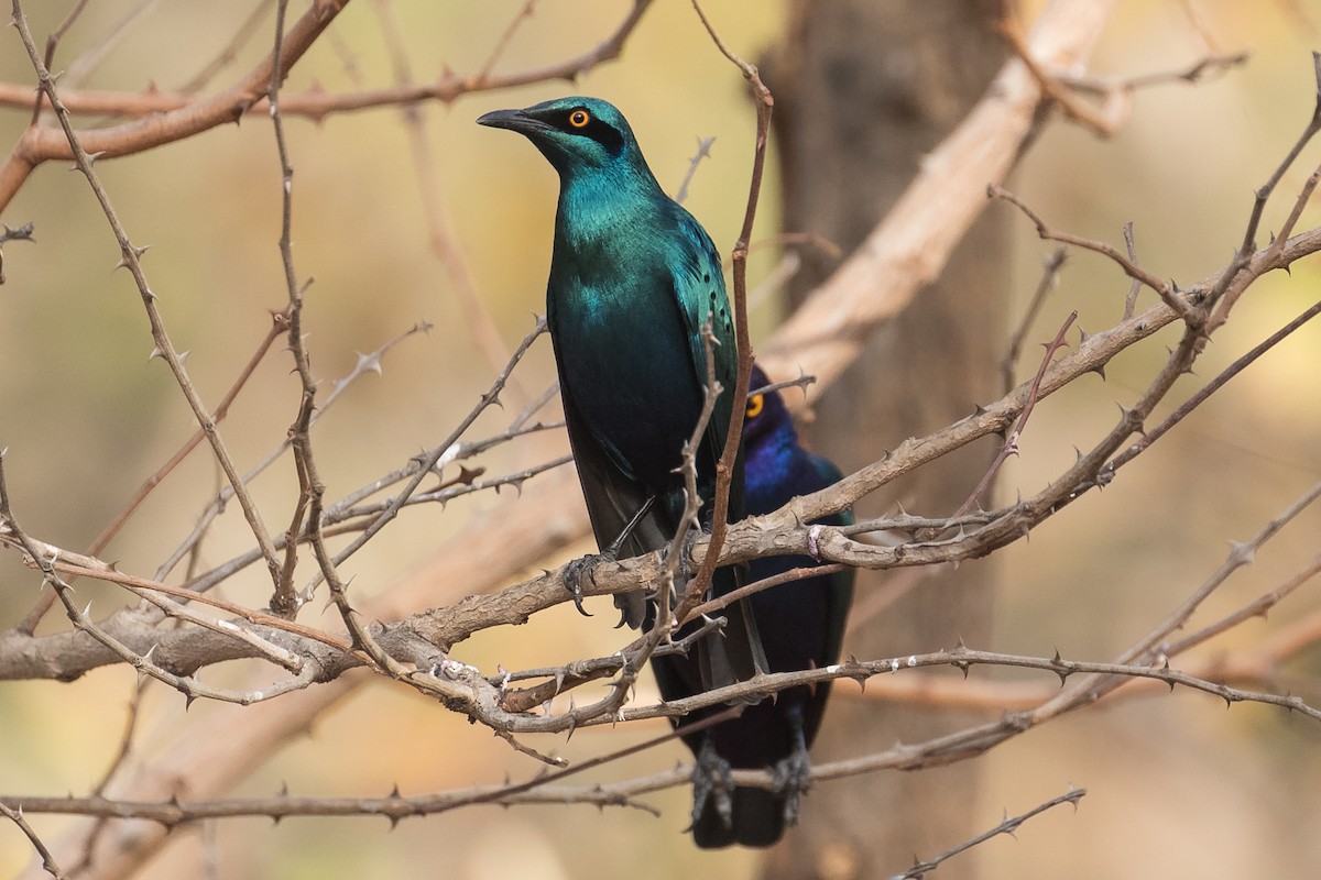 Greater Blue-eared Starling - ML145307971