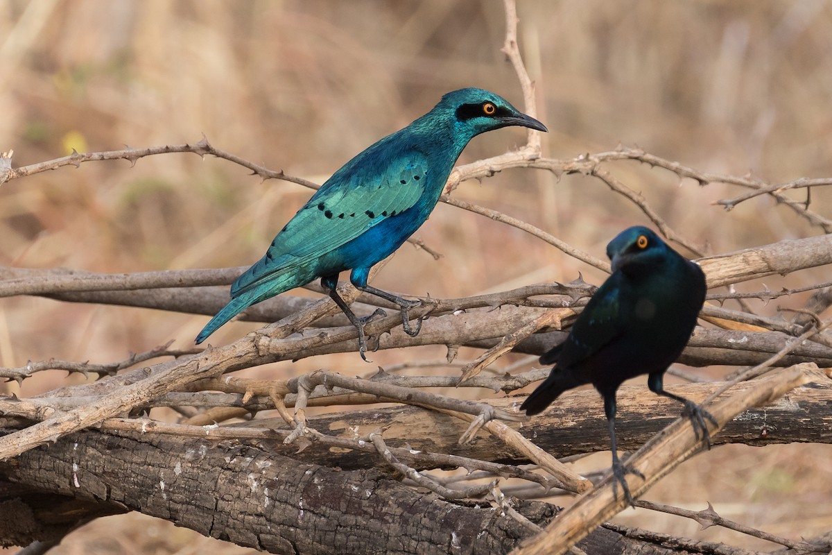 Greater Blue-eared Starling - ML145308041
