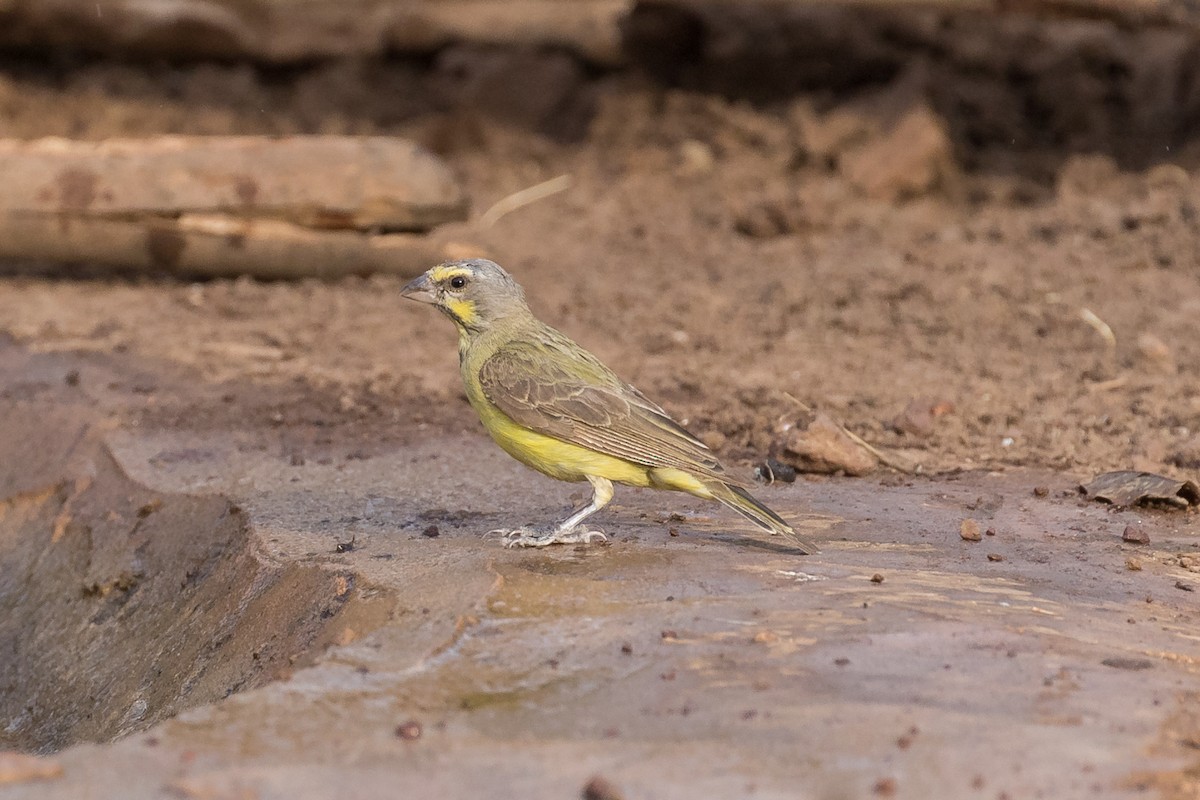Yellow-fronted Canary - James Kennerley