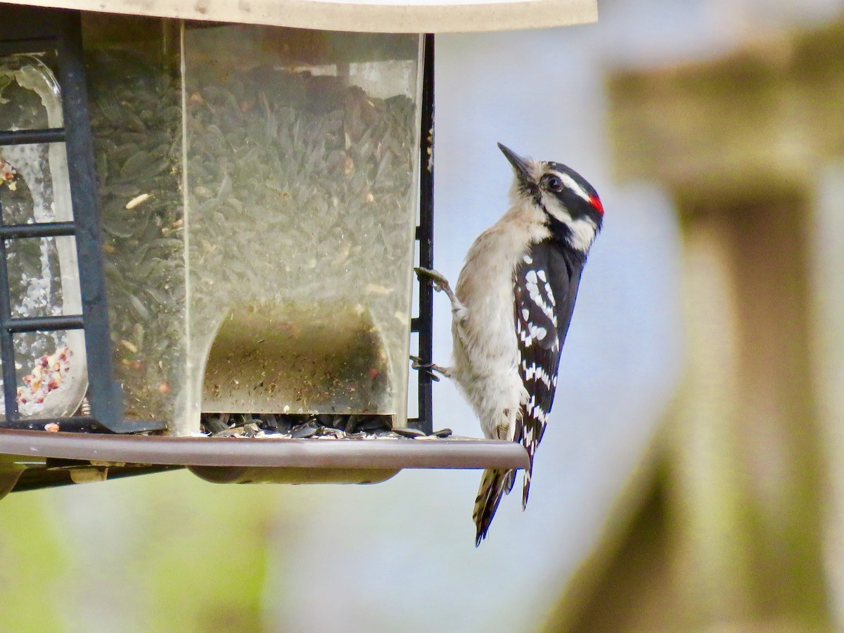 Downy Woodpecker - michele ramsey