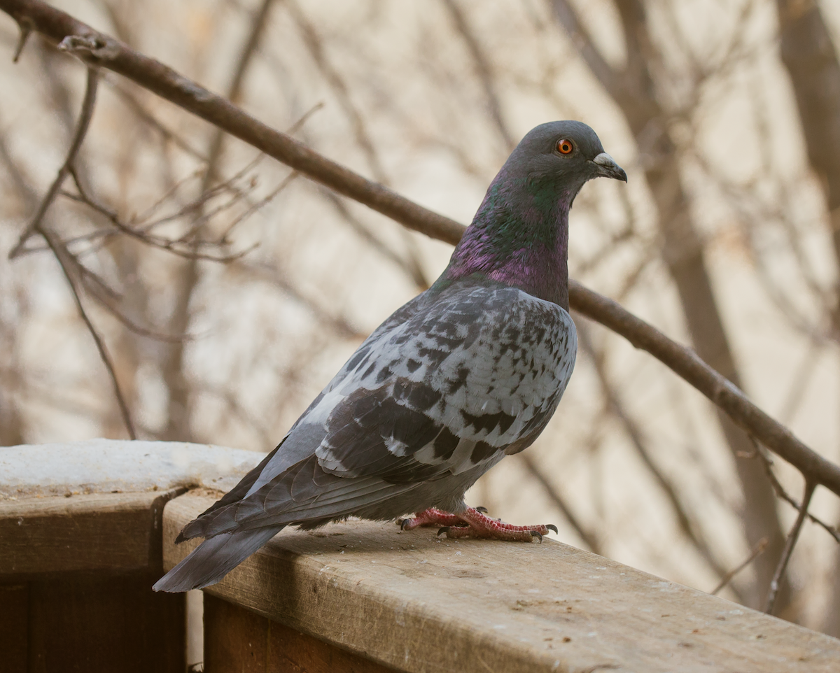 Rock Pigeon (Feral Pigeon) - ML145311661
