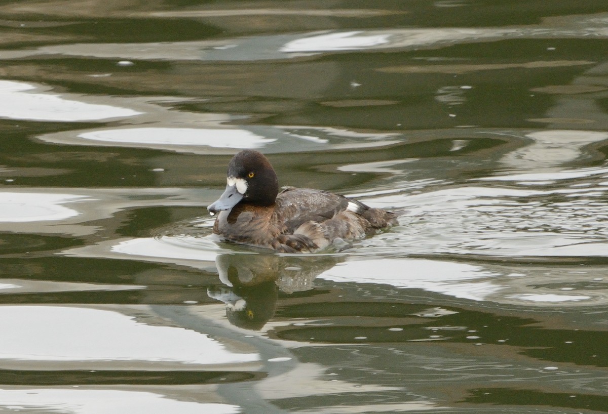 Greater Scaup - ML145313291