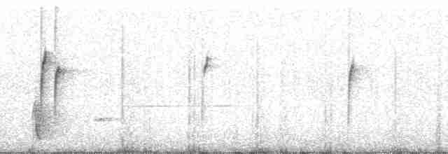 Прямоклювый колибри-отшельник (bourcieri) - ML145315