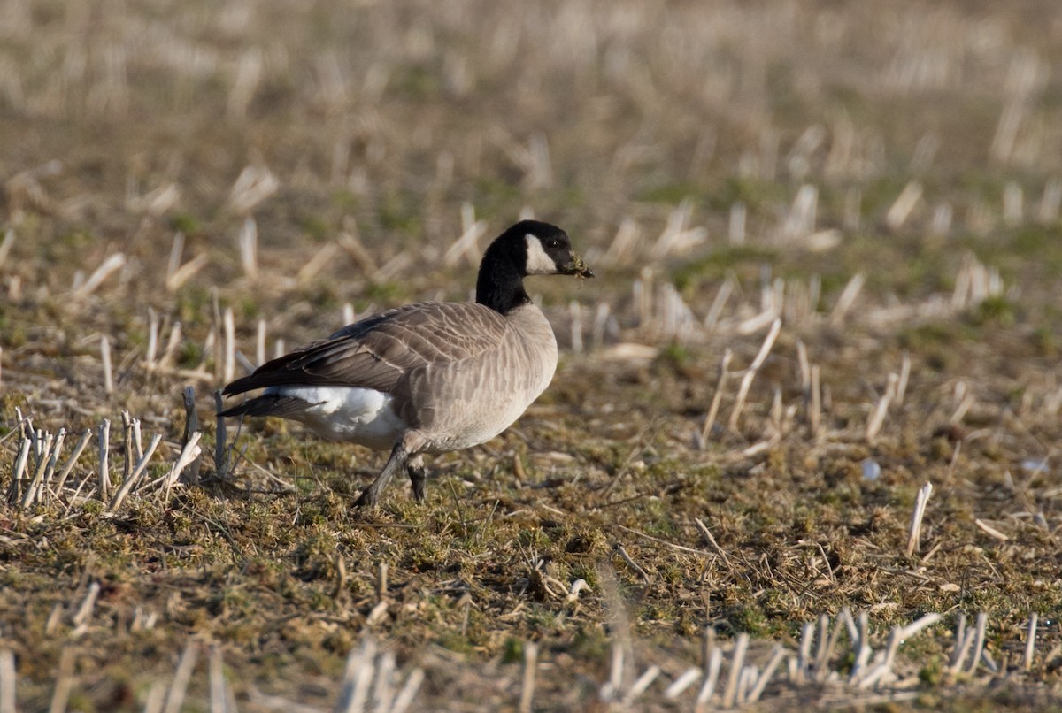 Cackling Goose (Richardson's) - ML145315041