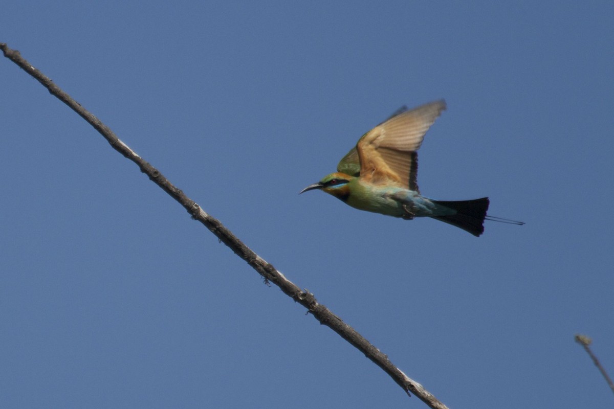 Rainbow Bee-eater - ML145317441