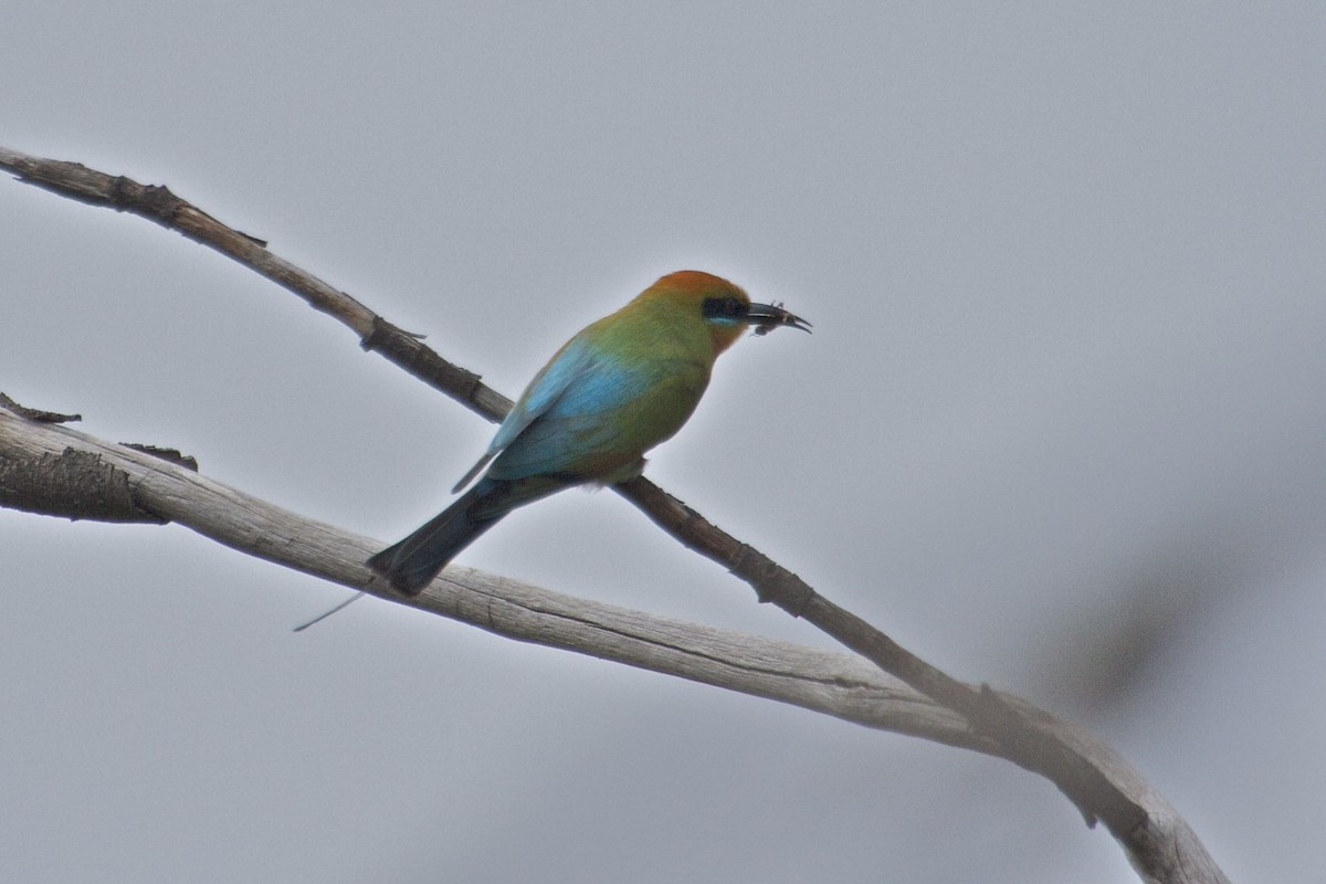 Rainbow Bee-eater - ML145317471