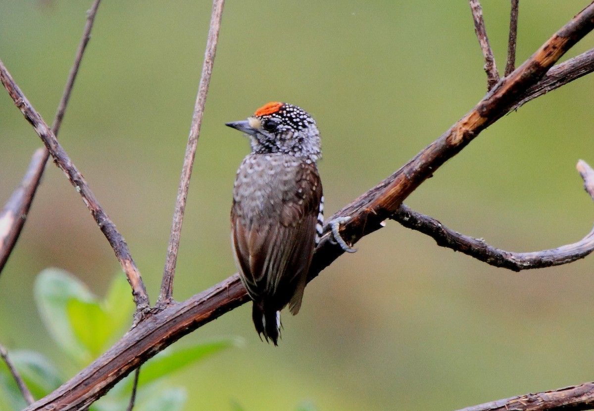 Speckle-chested Piculet - Fabio Olmos