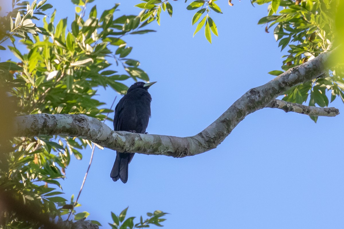 Red-rumped Cacique - Ken Chamberlain
