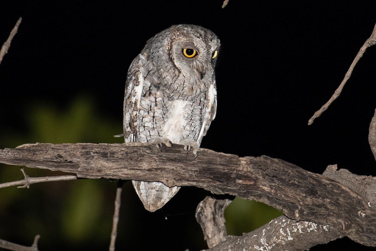 African Scops-Owl - ML145318641