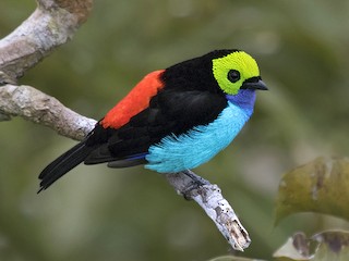 Paradise Tanager - Tangara chilensis - Birds of the World