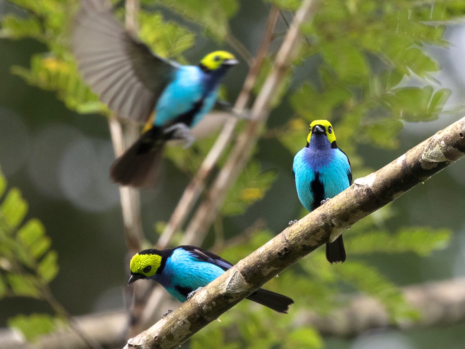 Paradise Tanager - Silvia Faustino Linhares