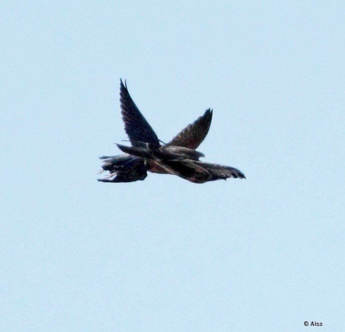 Peregrine Falcon (Shaheen) - ML145319481