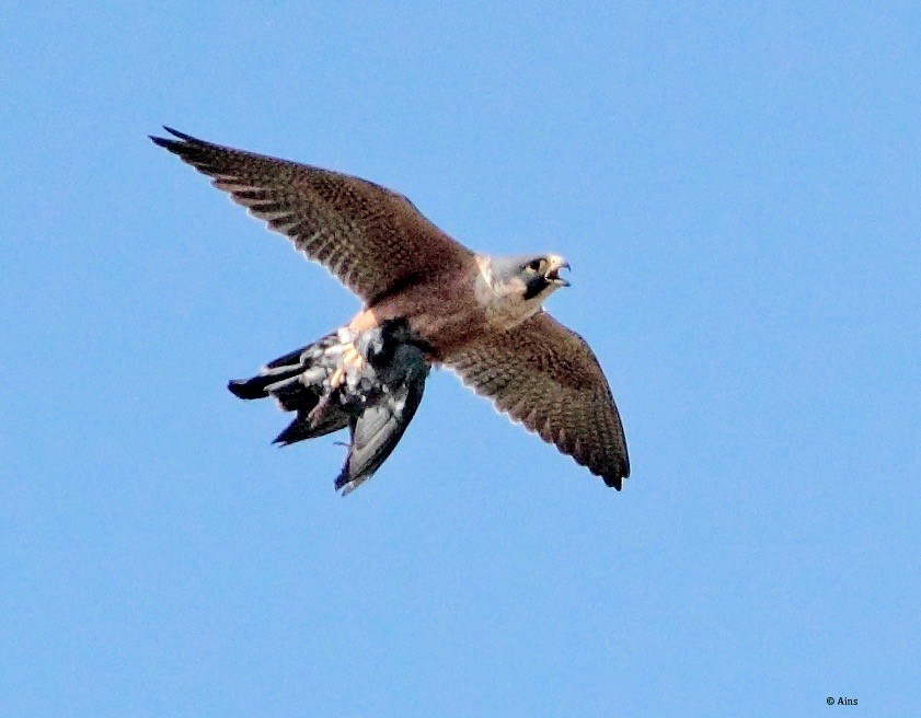Peregrine Falcon (Shaheen) - ML145319491