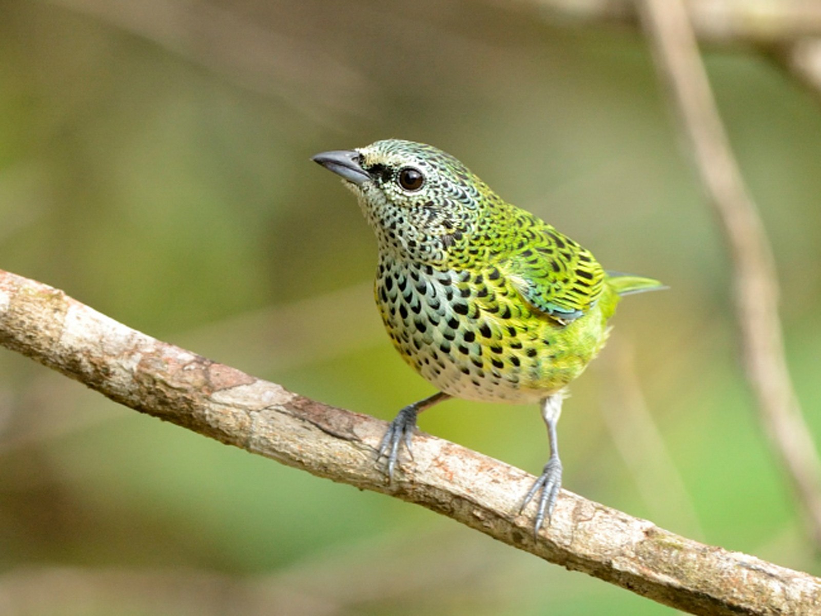 Spotted Tanager - Augusto Alves