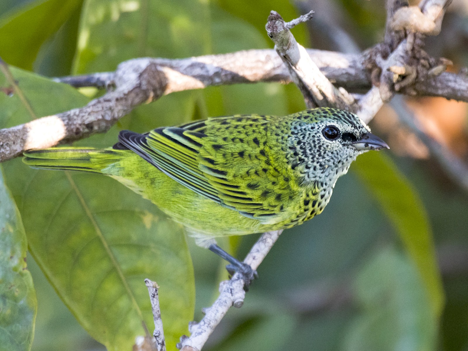 Spotted Tanager - Claudia Brasileiro