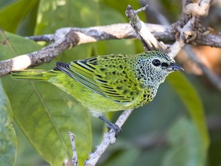  - Spotted Tanager