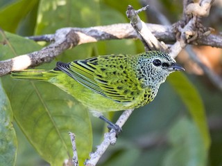 成鳥 - Claudia Brasileiro - ML145324361