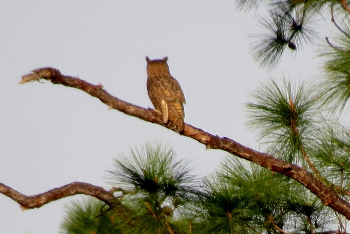 Great Horned Owl - ML145325301