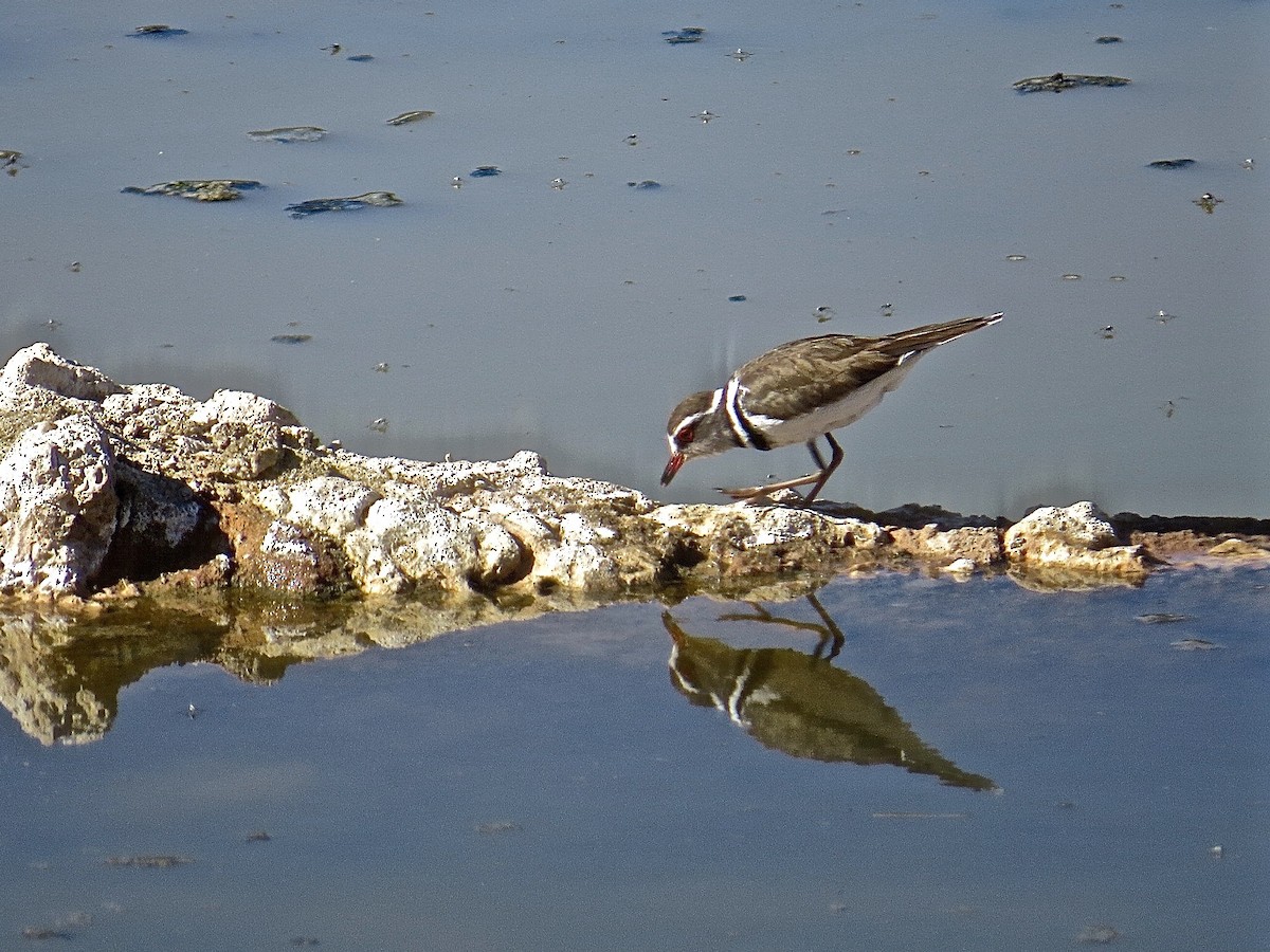 Three-banded Plover - ML145326221