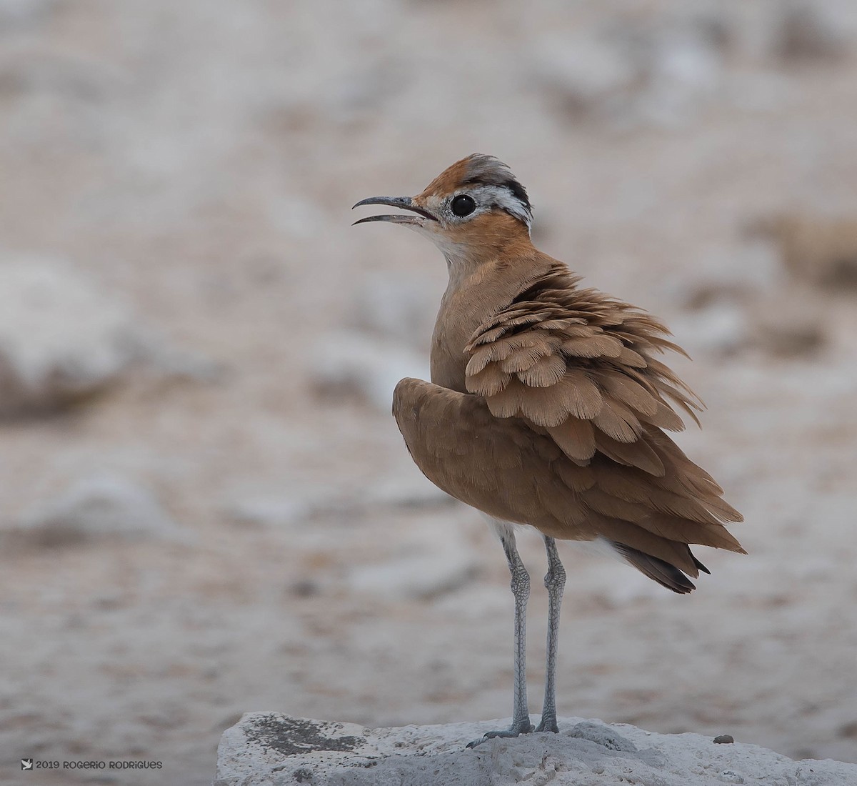 Burchell's Courser - Rogério Rodrigues