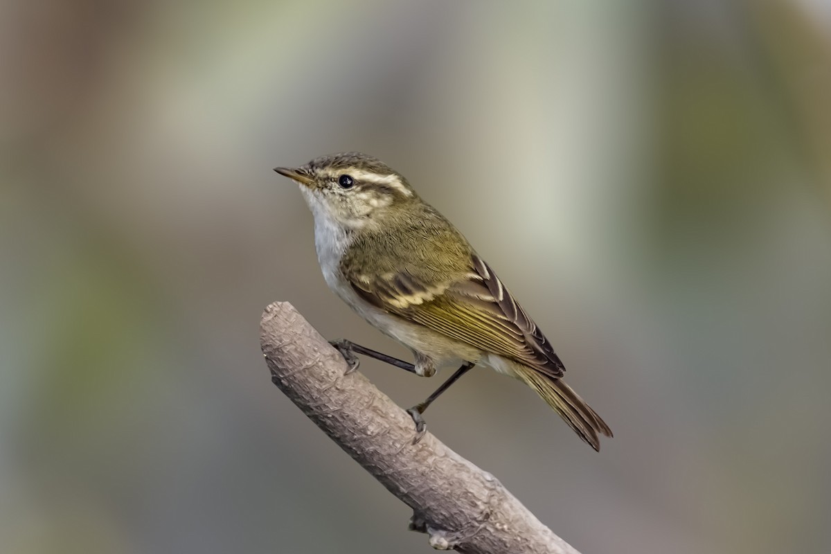 Hume's Warbler - ML145328221