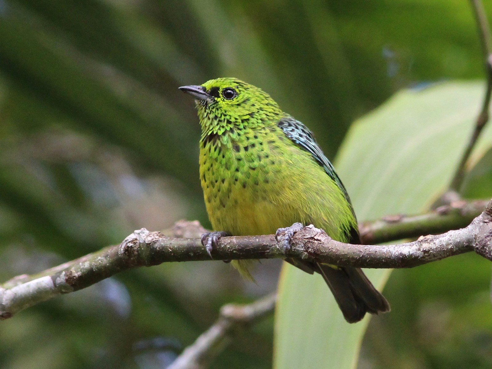 Yellow-bellied Tanager - Oscar Johnson