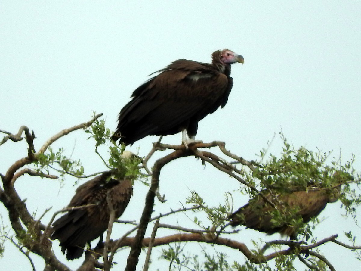 Lappet-faced Vulture - Diane Thomas
