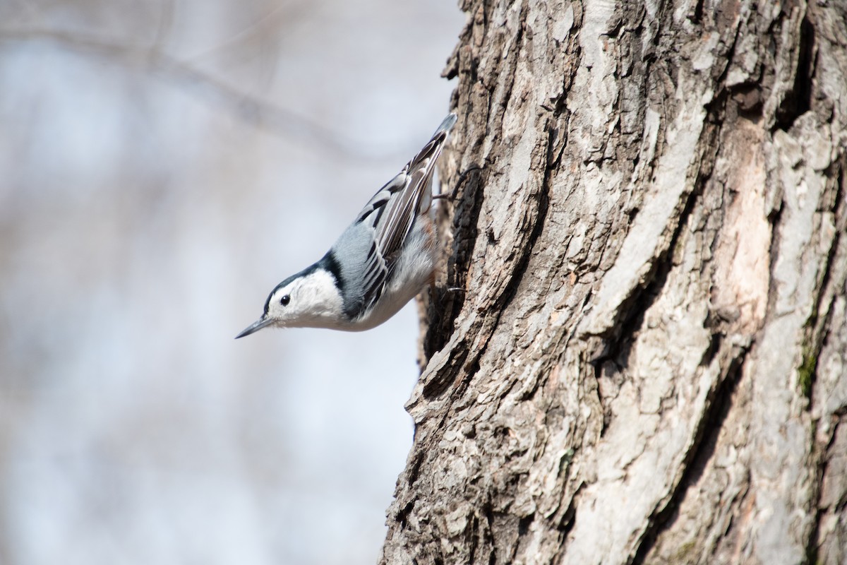 White-breasted Nuthatch - Renee Lucier