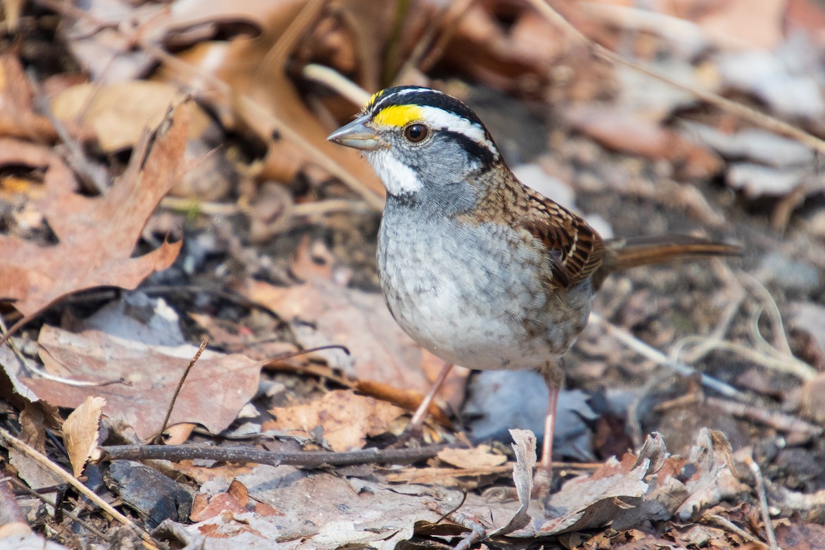 White-throated Sparrow - Renee Lucier