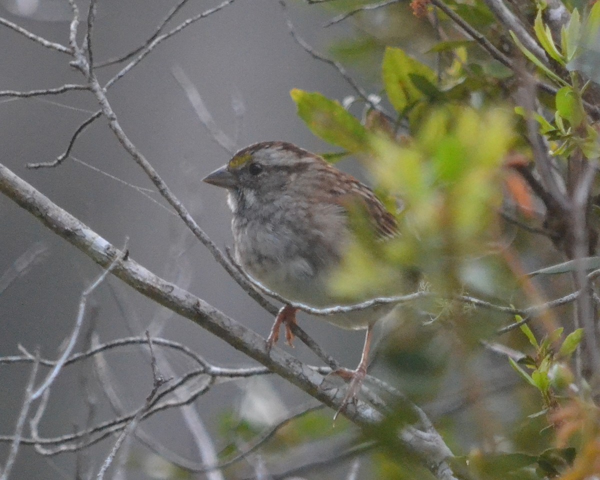 White-throated Sparrow - Cynthia Elder