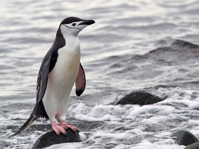 Chinstrap Penguin - Jorge Wolf