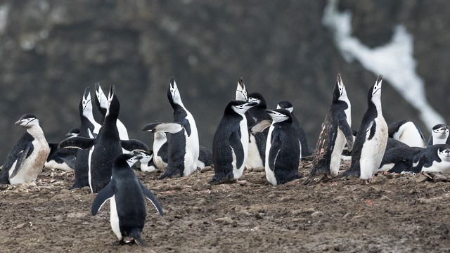 Антарктический пингвин - ML145339851